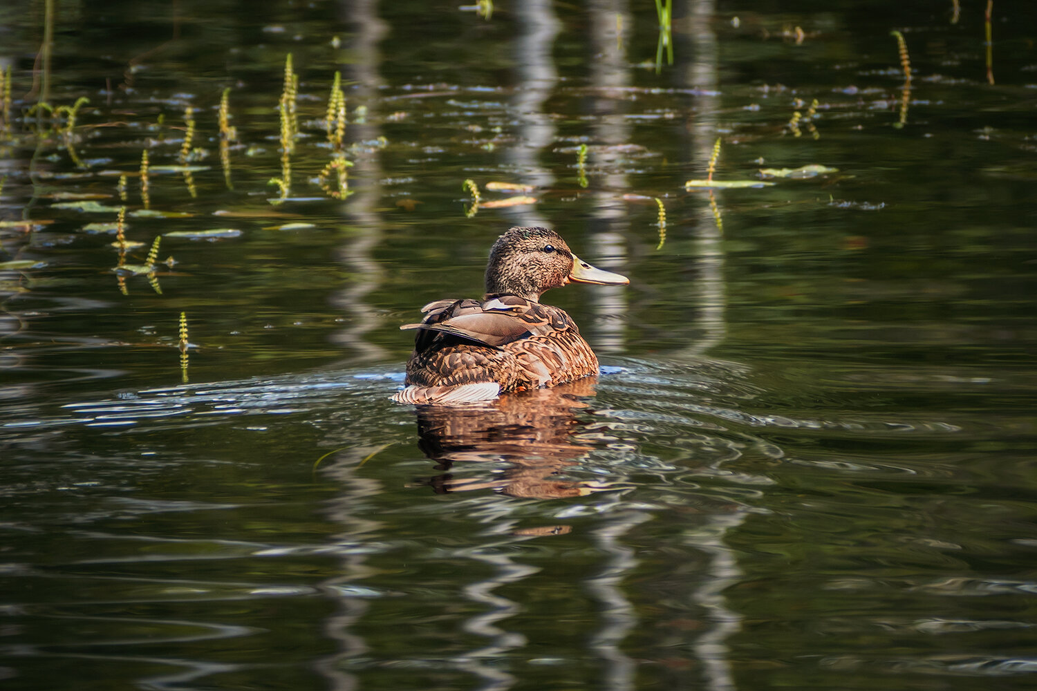 animals, birds, nature, duck, птицы, утки, кряква, природа, животные, Волкова Анна