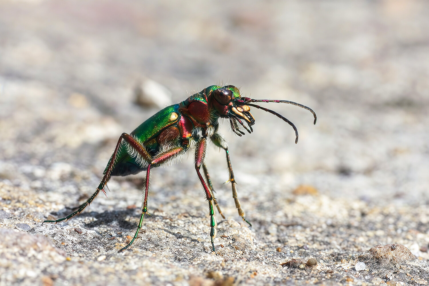 жук, скакун полевой, cicindela campestris, КарОл