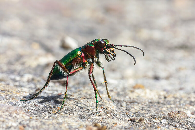 жук, скакун полевой, cicindela campestris Скакун полевой фото превью