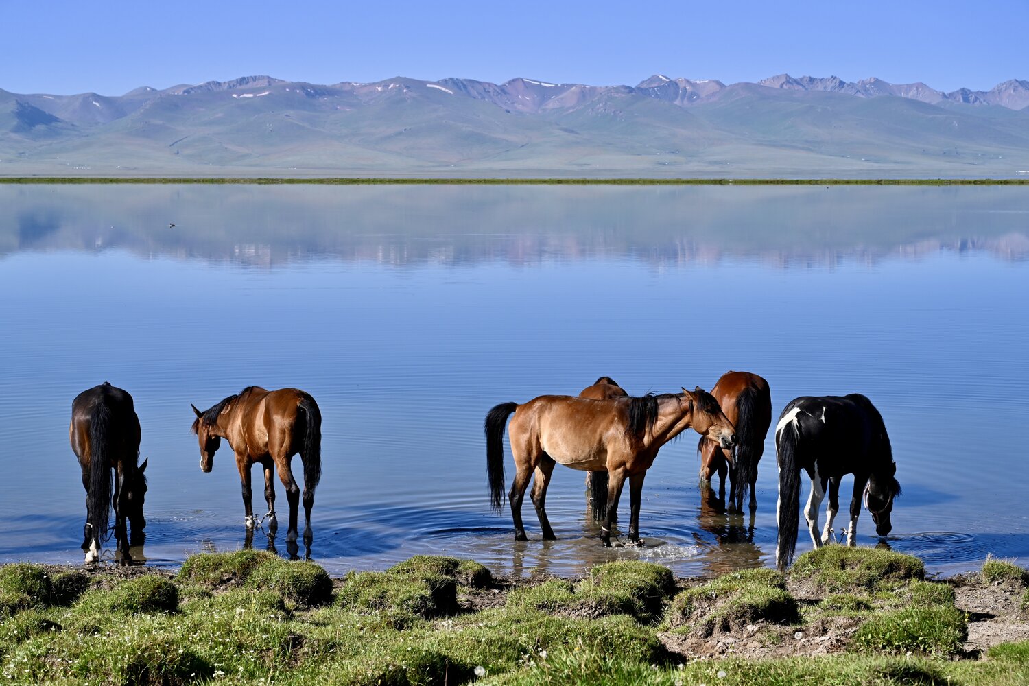 Landscapes, Kyrgyzstan, Son Kul, Lake, Horses, Tian Shan, Mountain, Svetlana Povarova Ree