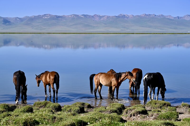Landscapes, Kyrgyzstan, Son Kul, Lake, Horses, Tian Shan, Mountain На водопое фото превью