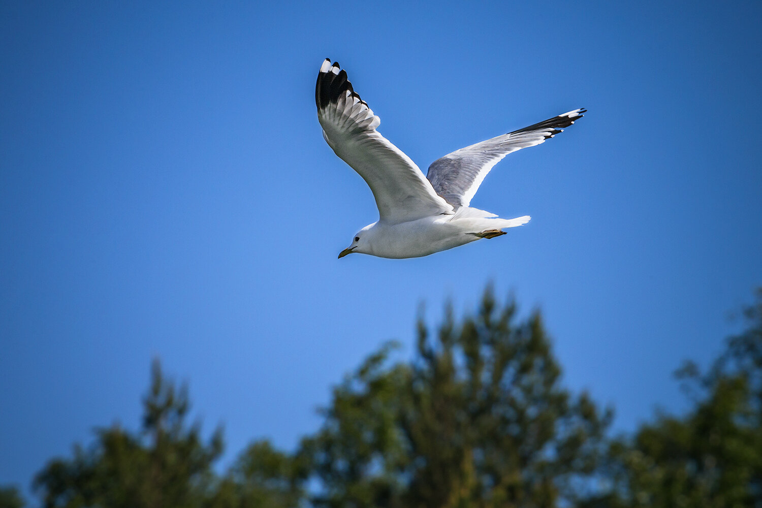 seagull, nature, fauna, birds, animals, птисы, чайки, сизая чайка, природа, животные, фауна, Волкова Анна