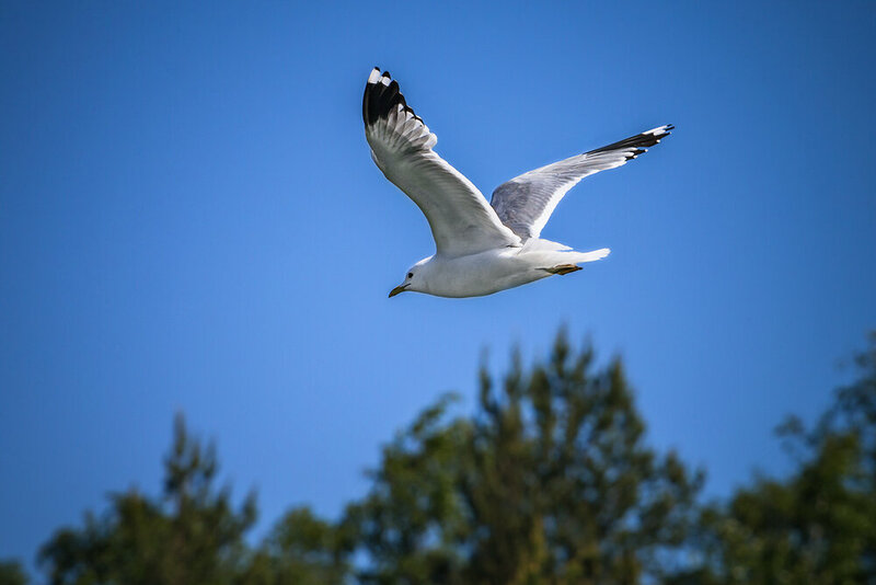 seagull, nature, fauna, birds, animals, птисы, чайки, сизая чайка, природа, животные, фауна Высоко лечу, далеко гляжу фото превью