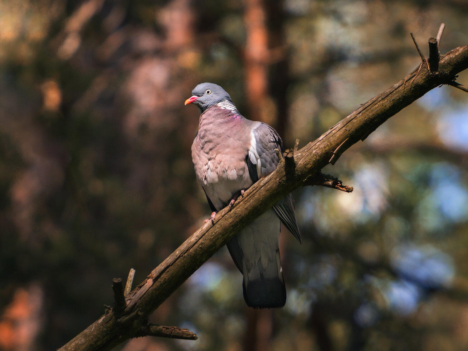 птицы, голуби, вяхирь, животные, природа, фауна, nature, birds, animals, fauna, pigeons, wood pigeon, Волкова Анна