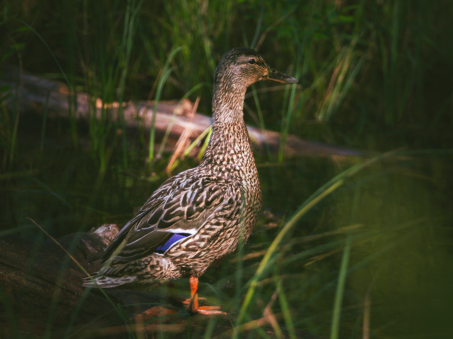 кряква, утки, птицы, природа, животные, фауна, duck, animals, birds, nature, fauna, Волкова Анна