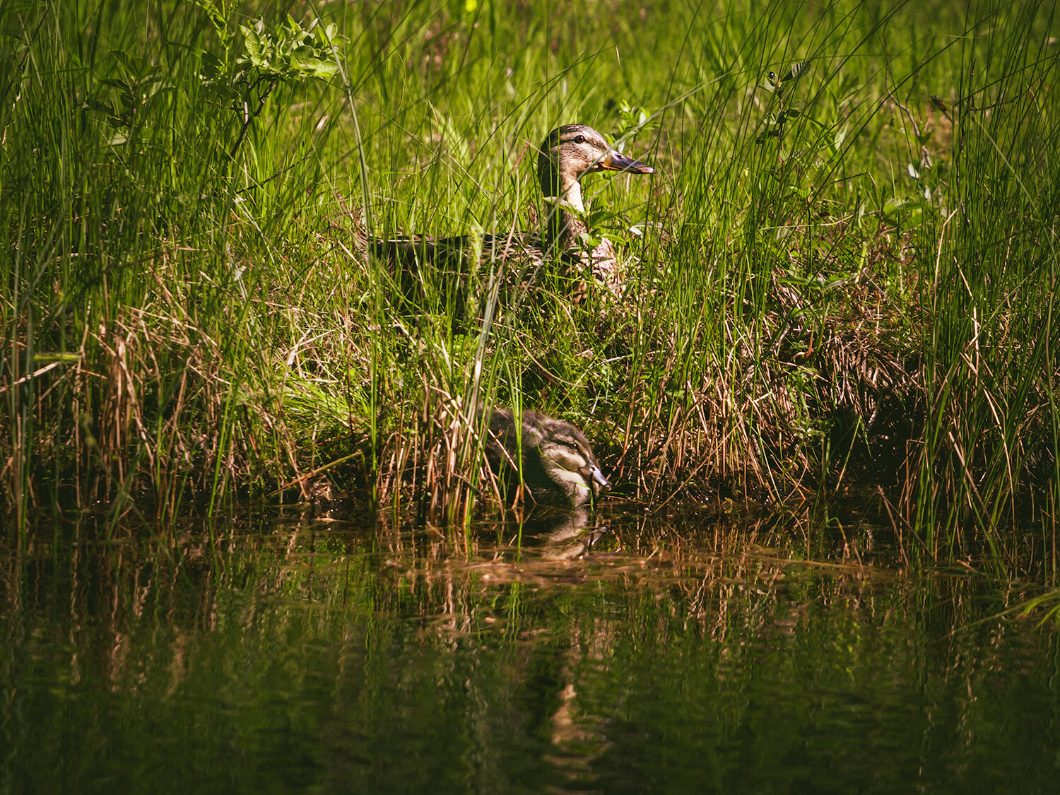 кряква, утки, птицы, природа, фауна, животные, duck, animals, birds, fauna, nature, Волкова Анна