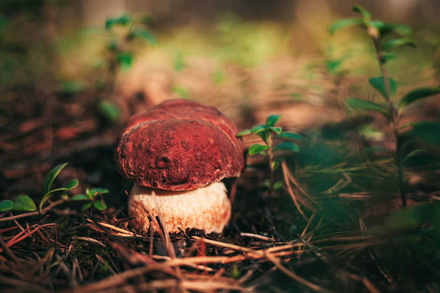 грибы, макро, белый гриб, боровик, природа, mushrooms, nature, macro, forest, Волкова Анна