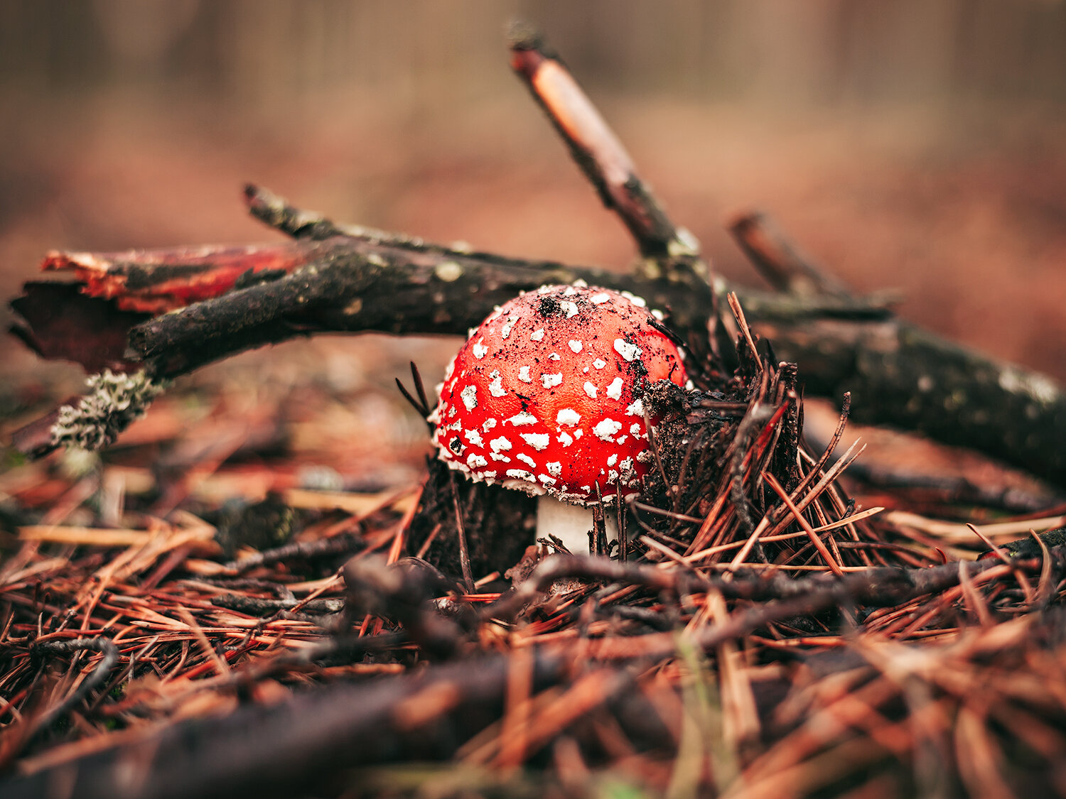 грибы, мухомор, мухомор красный, лес, макро, природа, nature, mushrooms, macro, forest, Волкова Анна