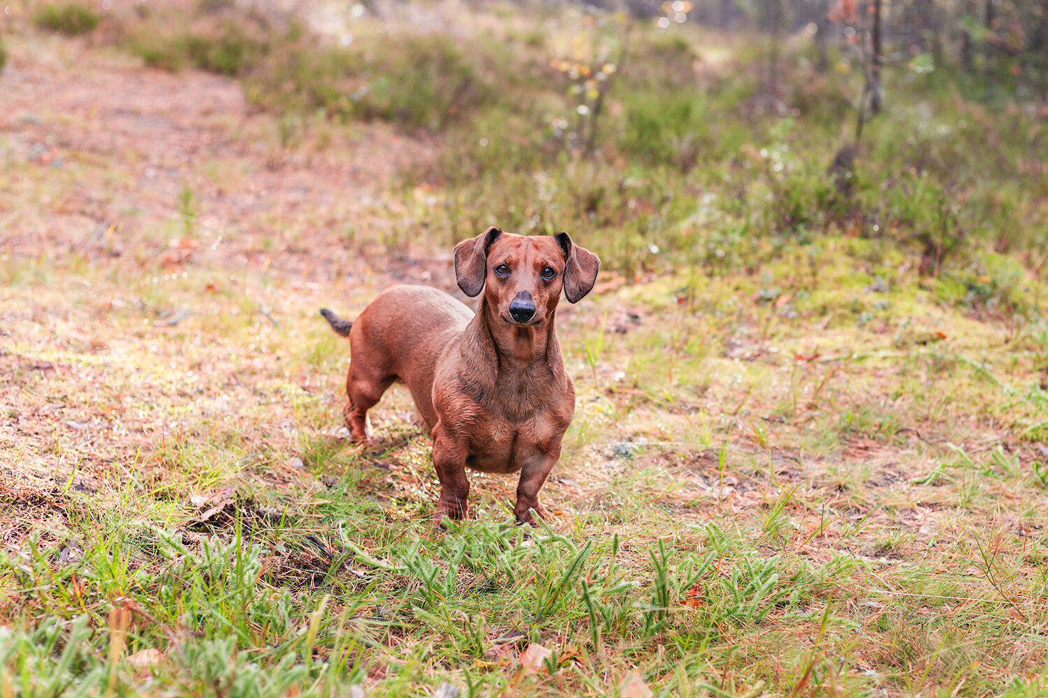 животные, собаки, такса, природа, лес, домашние животные, animals, pets, dogs, nature, forest, Волкова Анна