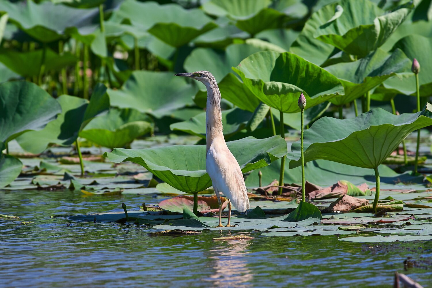 Ardeola ralloides, bird, birds, birdswatching, Павел Сторчилов