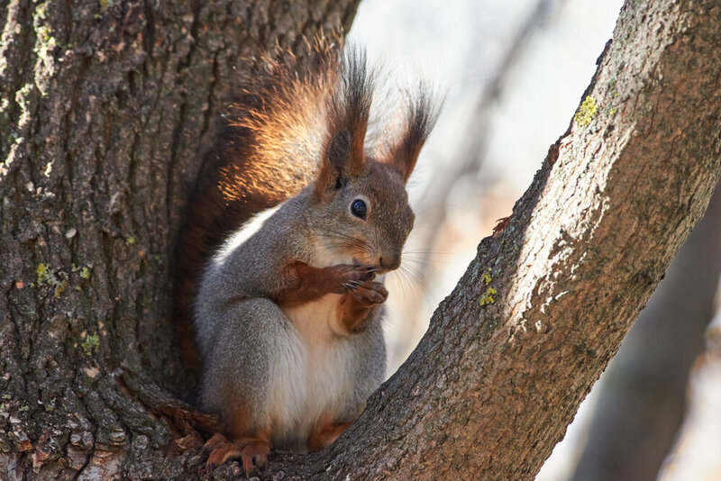 Sciurus vulgaris, squirrel, wildlife Sciurus vulgaris фото превью