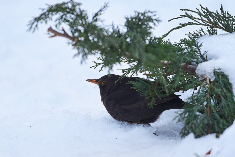 Turdus merula, bird, russi, wildlife, volgorgad Turdus merula фото превью
