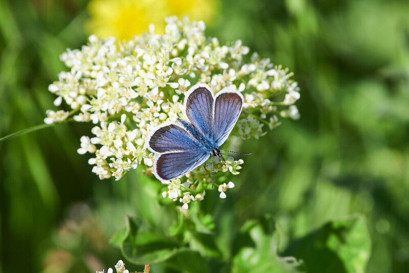 Plebejus argus, butterfly, volgograd, russia, wildlife, macro Plebejus argus фото превью