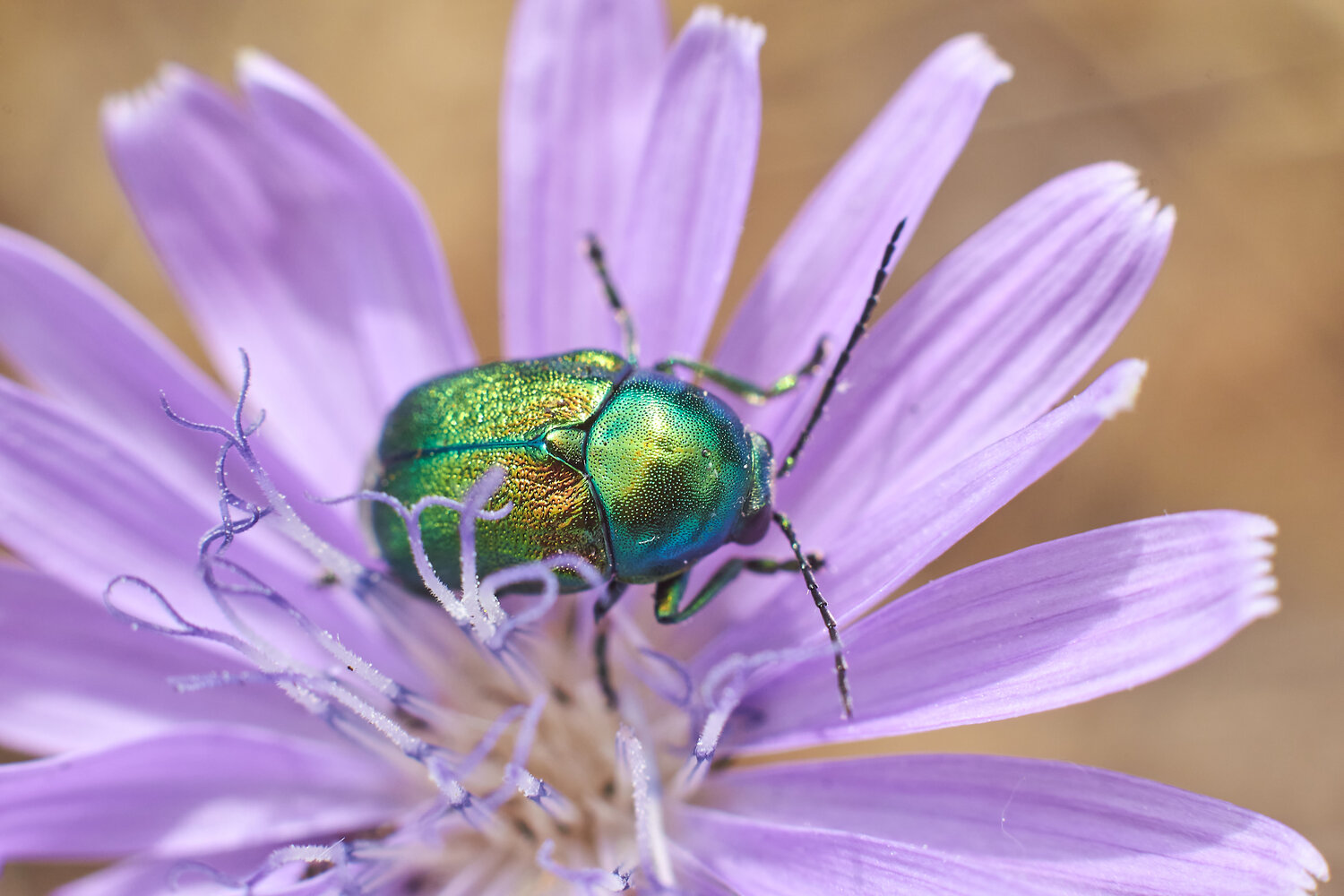 Cryptocephalus sericeu, bugs, volgograd, russia, wildlife, Павел Сторчилов
