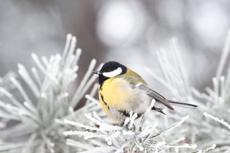 Parus major, bird, wildlfe, volgograd, russia Parus major фото превью