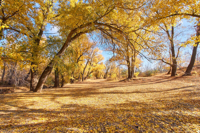 autumn, volgograd, russia, wildlife Yellow arc фото превью