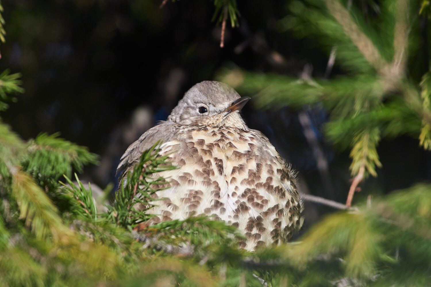 Turdus viscivorus, bird, birdswatching, volgograd, russia, Павел Сторчилов