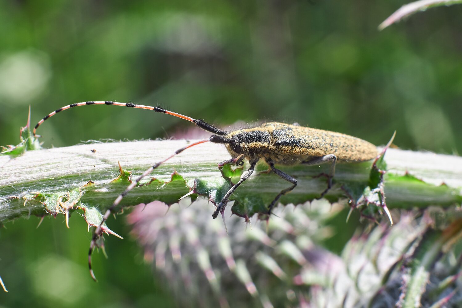 Agapanthia dahlii, bugs, volgograd, russia, wildlife, macro, macro photo, Павел Сторчилов