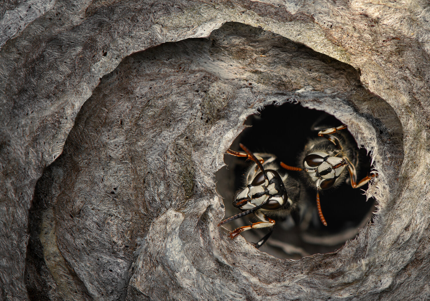 Spiral sentinels. Автор: Atul Saluja wasp, hornet, bald faced, macro, insect, nest, paper, Atul Saluja