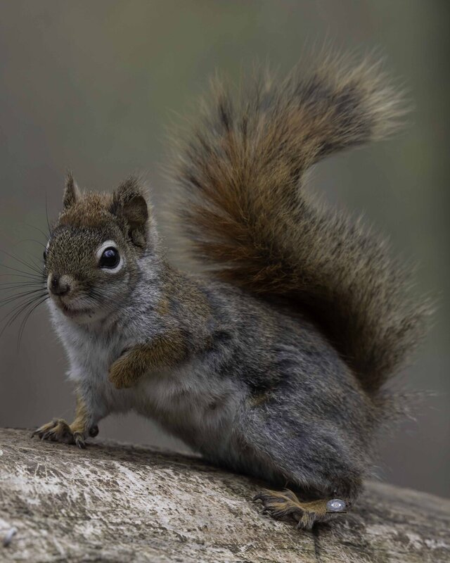 Red squirrel фото превью
