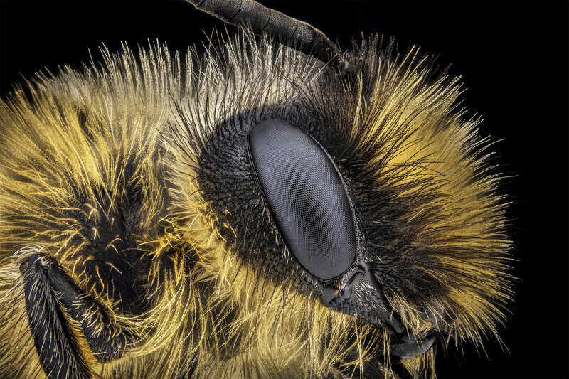 ceclii, macro, insect, animals, bee  фото превью