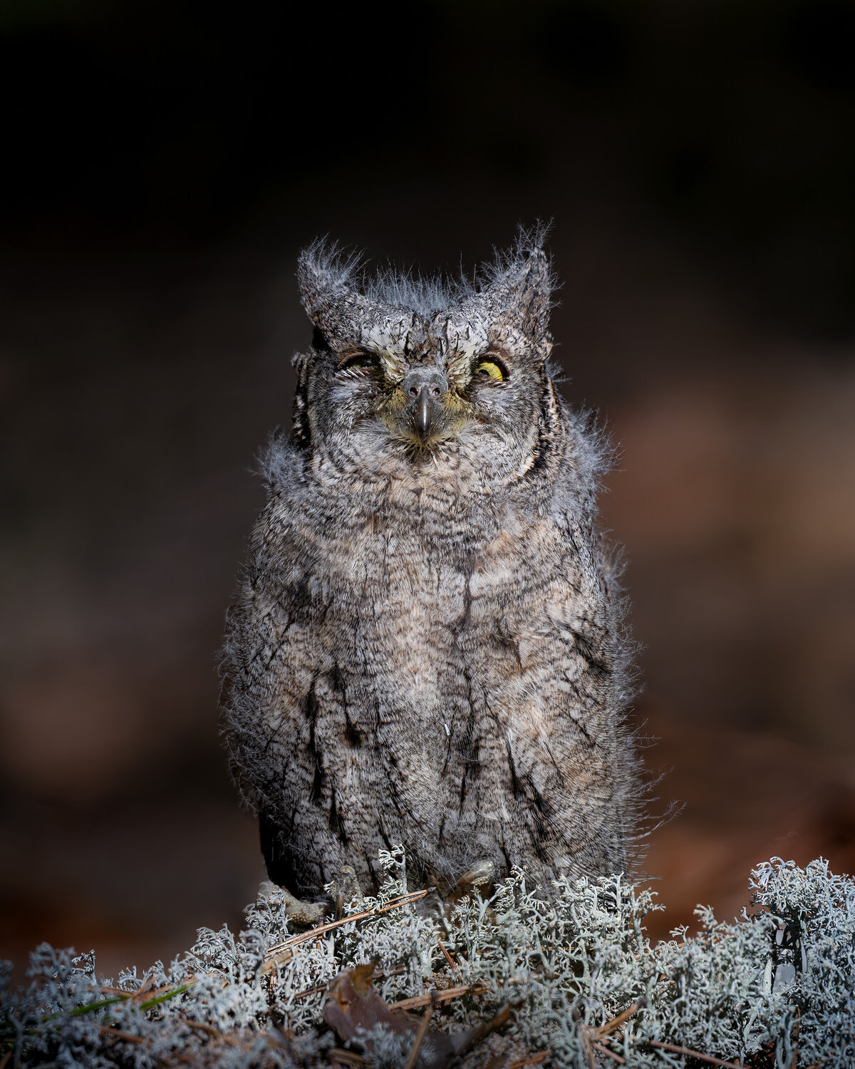 сова, сплюшка, совенок, scops owl, Михаил Ездаков