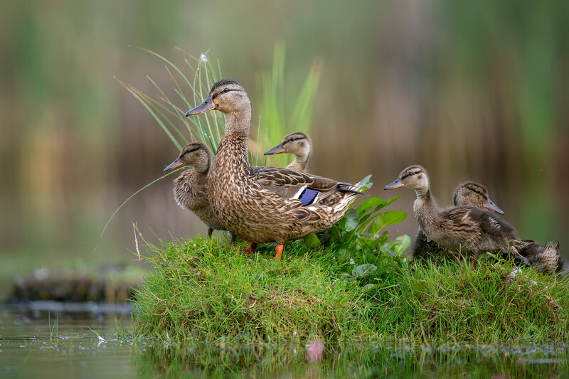mallard, anas platyrhynchos, duck, ducklings, mother duck, mallard ducklings, wild duck, waterfowl, bird, birds, wildlife, nature, wetland, family, bird family, young birds, brood, parenting, parental care, female mallard, wild birds, natural habitat, gra Family by the Water фото превью