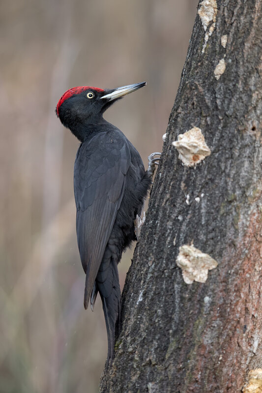 black woodpecker, dryocopus martius, woodpecker, bird, wild bird, wildlife, nature, forest, woodland, tree, tree trunk, red crown, black plumage, bird portrait, forest bird, european bird, european wildlife, avian, fauna, natural habitat, wildlife photogr Black Woodpecker фото превью