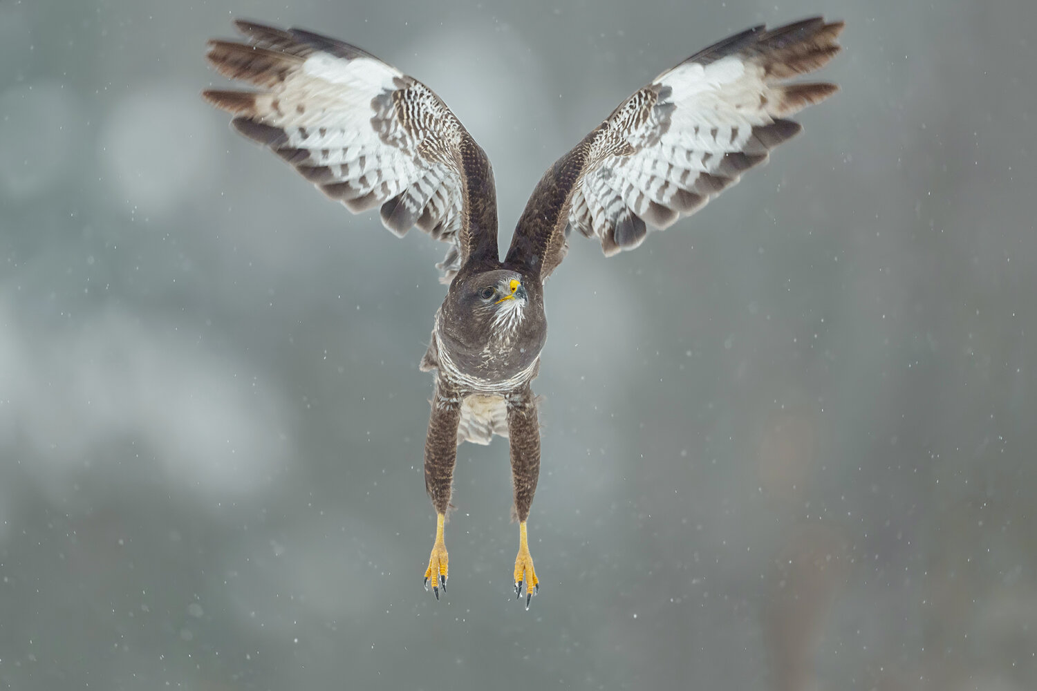 common buzzard, buteo buteo, buzzard, bird of prey, raptor, wild bird, wildlife, wildlife photography, bird photography, nature, winter, winter wildlife, snow, snowfall, snowing, flying bird, bird in flight, raptor in flight, wings spread, raised wings, u, Damian Kwasek