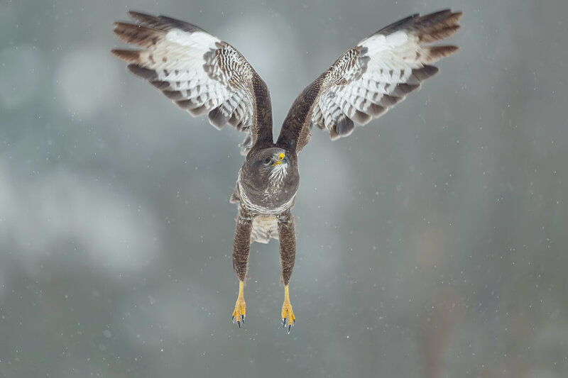 common buzzard, buteo buteo, buzzard, bird of prey, raptor, wild bird, wildlife, wildlife photography, bird photography, nature, winter, winter wildlife, snow, snowfall, snowing, flying bird, bird in flight, raptor in flight, wings spread, raised wings, u Common Buzzard in Flight During Snowfall фото превью