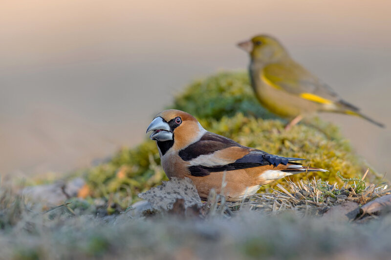 hawfinch, coccothraustes coccothraustes, european greenfinch, chloris chloris, hawfinch bird, greenfinch, bird, wild bird, wildlife, wildlife photography, bird photography, nature, european bird, european wildlife, songbird, passerine, finch, woodland bir Hawfinch with European Greenfinch in the Background фото превью