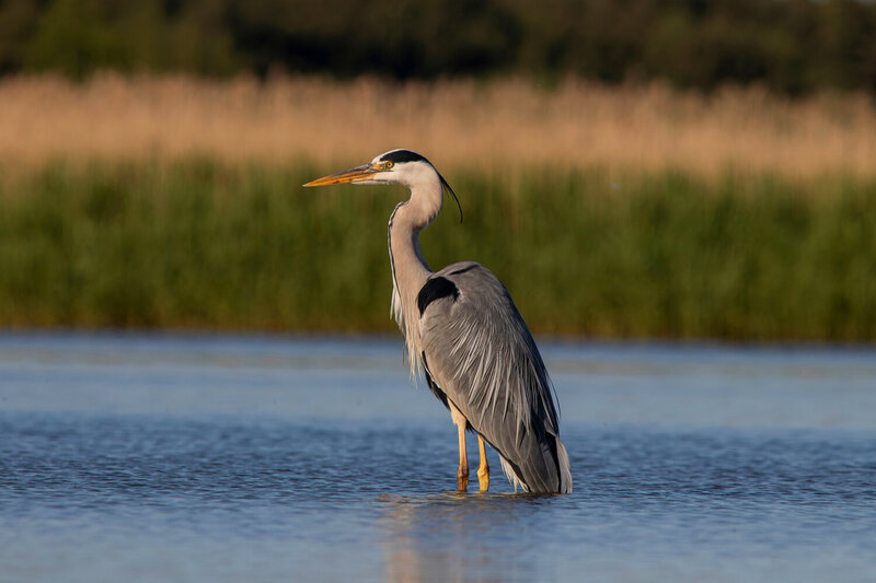серая цапля, цапля, ardea cinerea, grey heron, heron Штанишки бы не замочить фото превью