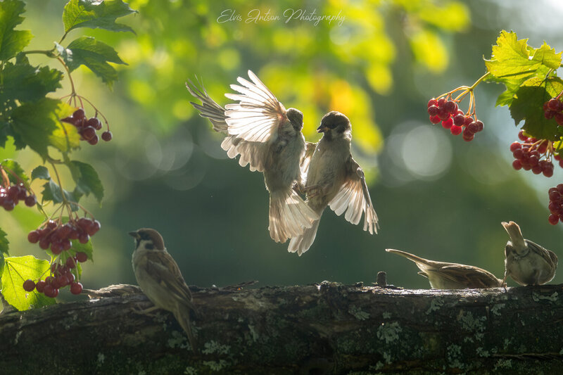 воробей, воробьи, sparrow, дикие птицы, полевой воробей, птицы россии, птицы костромской области, костромская область, братья наши меньшие, пернатые, орнитология, birds, birdwatching, elvis antson Воробьиный спор фото превью
