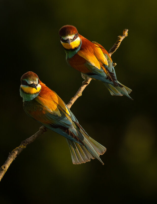 Bee-eater фото превью