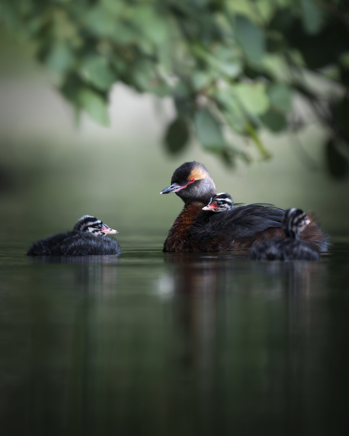 Красношейная поганка (Podiceps auritus) . Автор: Поляков Михаил , Поляков Михаил