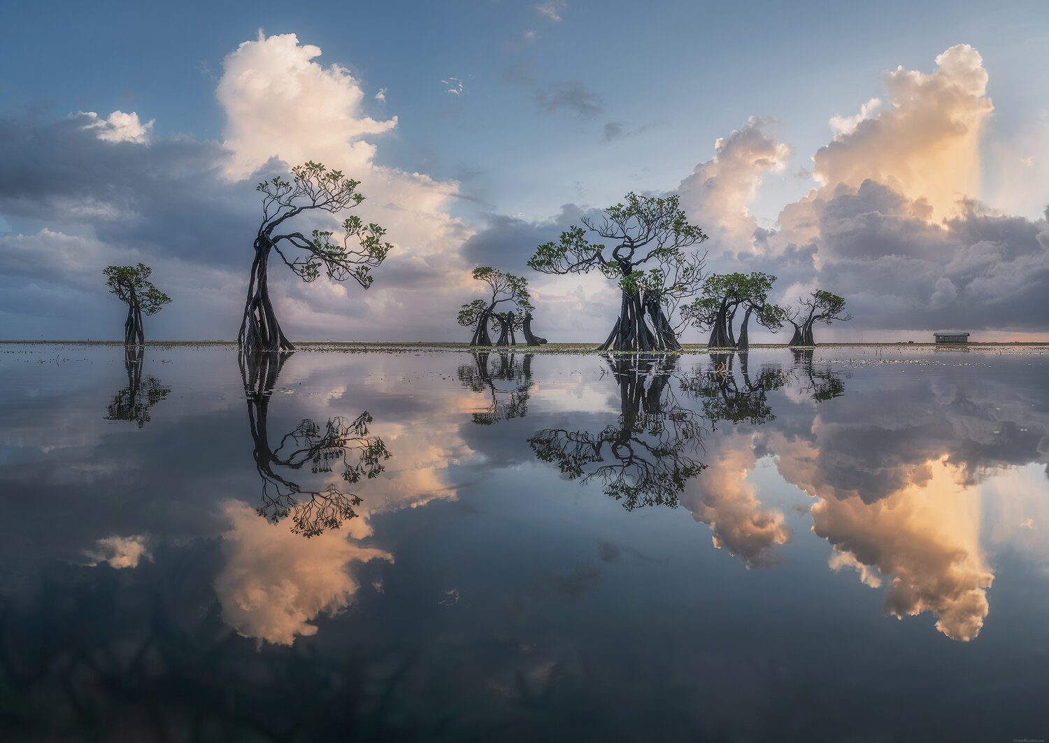Sumba dancing trees. Автор: Даниил Коржонов , Даниил Коржонов