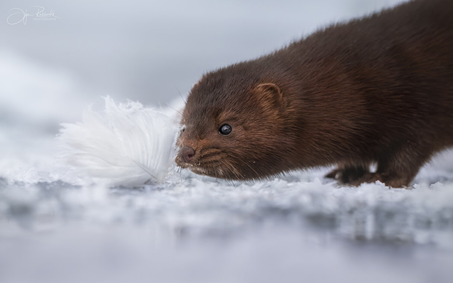 норак, американская норка, алтай, хищник, куньи, алтайский край, озеро светлое, mink, Рудченко Ольга