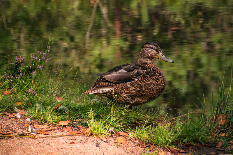 птицы, утки, кряква, природа, фауна, животные, nature, birds, fauna, animals, duck Я тебя вижу! фото превью