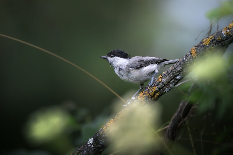 Черноголовая гаичка (Poecile palustris) фото превью