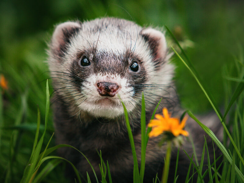 животные, хорьки, хорёк, природа, animals, ferret, nature Хорепортрет в одуванчиках фото превью