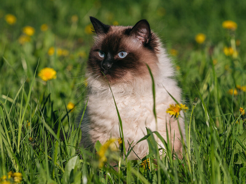 животные, кошки, невская маскарадная, невская маскарадная кошка, природа, animals, pets, cats, nature Котопортрет в одуванчиках фото превью