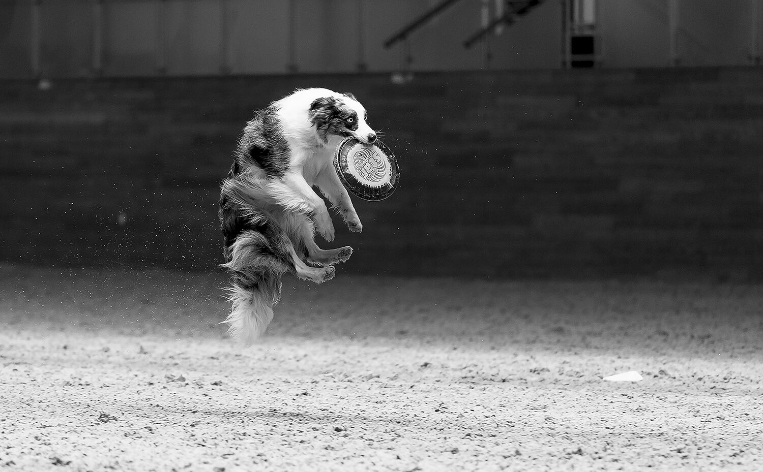 спорт, соревнования, прыжок, репортаж, competition, jump, dog, movement, sport, Юлия Стукалова