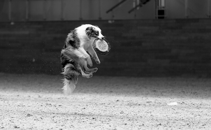 спорт, соревнования, прыжок, репортаж, competition, jump, dog, movement, sport Мгновение триумфа фото превью