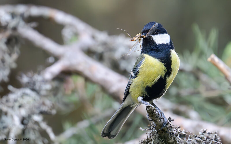 great, tit Great Tit фото превью