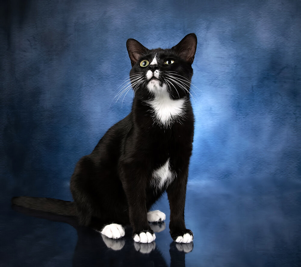 black kitten, kitten, cat, кот, котенок, черный кот, домашнии питомцы, black cat, черный котенок, кошка, Etkind Elizabeth