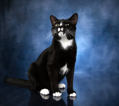 Black Kitten- Timka. Чёрный котик -Тимка