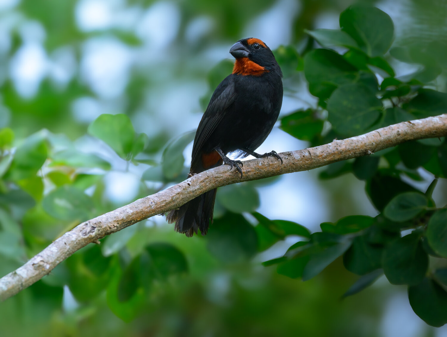 Puerto-Rican Bullfinch. Автор: AlexsanderBB , AlexsanderBB
