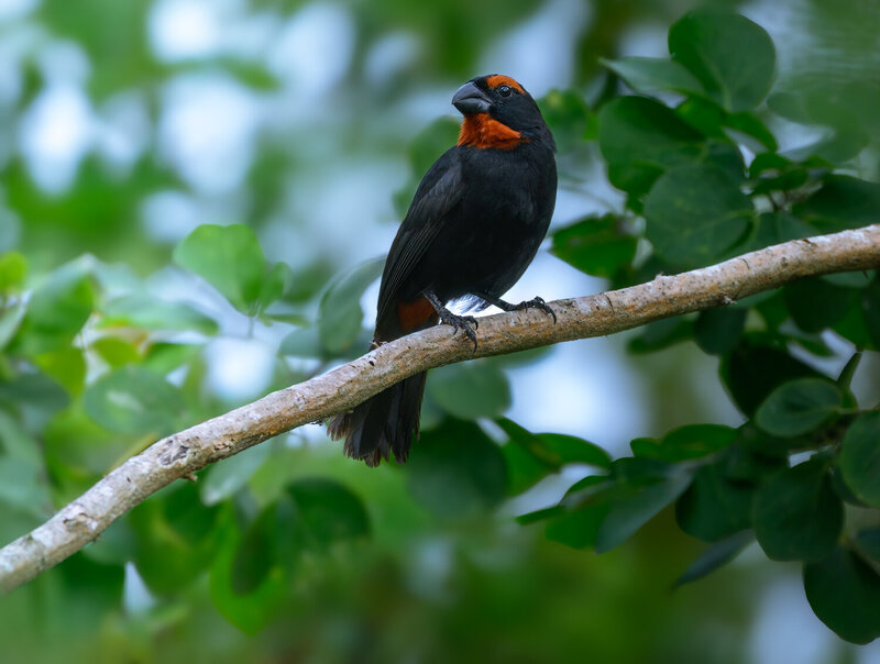 Puerto-Rican Bullfinch фото превью