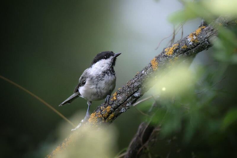 Черноголовая гаичка (Poecile palustris) фото превью