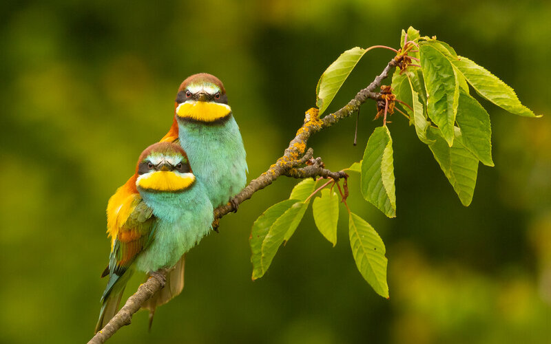 Bee-eater фото превью